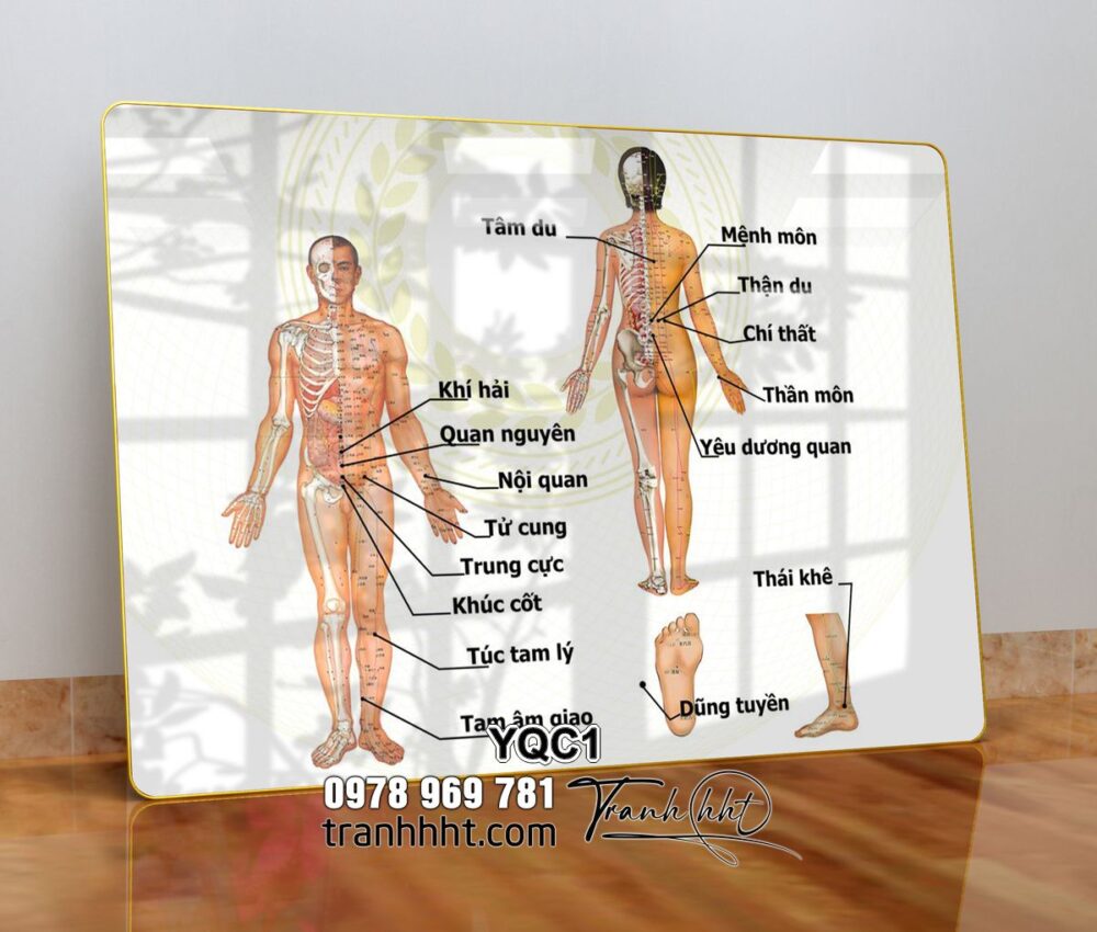 Tranh Tráng Gương treo tường Y Khoa, tranh hệ Cơ Xương Khớp, Tranh Huyệt Vị, tranh y học cổ truyền, Tranh Hệ Thần Kinh, Tranh Cổ Vai Gáy Trị Liệu Y Khoa
