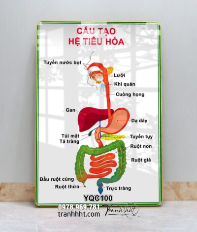 Tranh Y Khoa YQC100