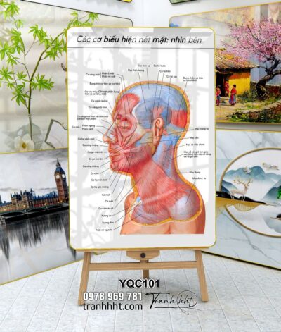 Tranh Y Khoa YQC101