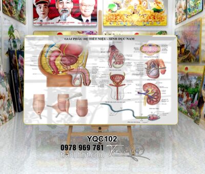 Tranh Y Khoa YQC102