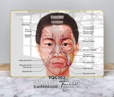 Tranh Y Khoa YQC103