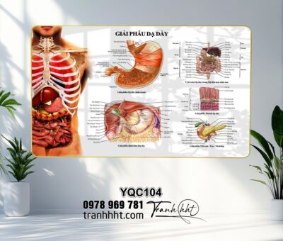 Tranh Y Khoa YQC104