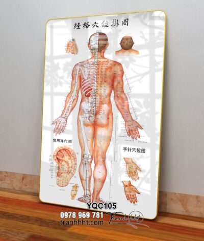 Tranh Y Khoa YQC105