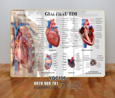 Tranh Y Khoa YQC106