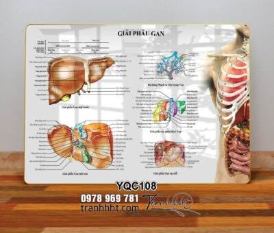 Tranh Y Khoa YQC108