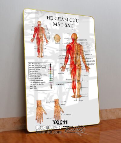 Tranh Y Khoa YQC11