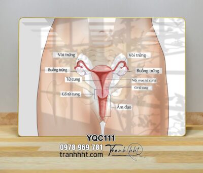 Tranh Y Khoa YQC111