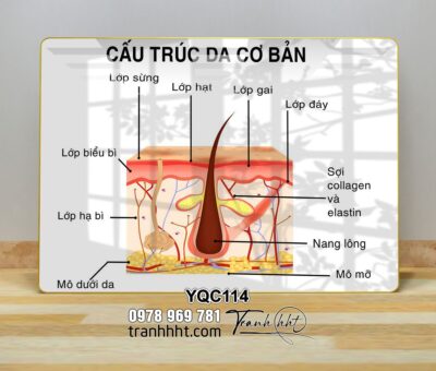 Tranh Y Khoa YQC114