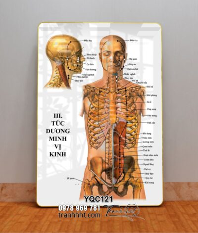 Tranh Y Khoa YQC121