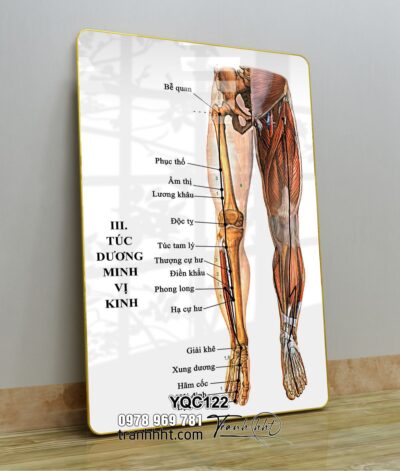 Tranh Y Khoa YQC122
