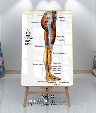 Tranh Y Khoa YQC123
