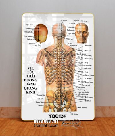Tranh Y Khoa YQC124