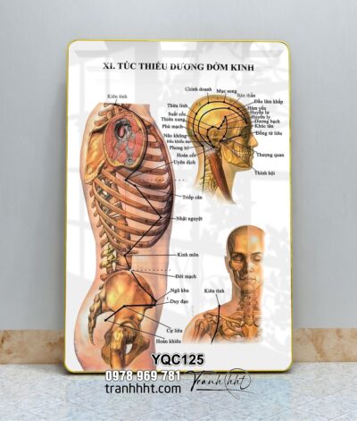 Tranh Y Khoa YQC125
