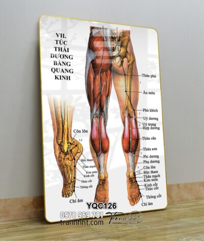 Tranh Y Khoa YQC126