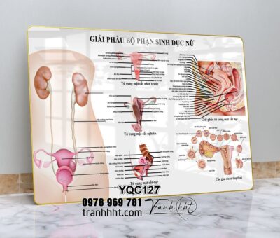 Tranh Y Khoa YQC127