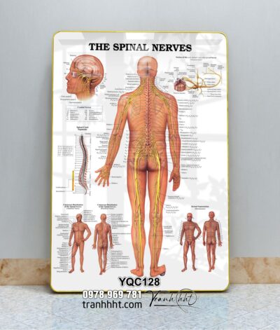 Tranh Y Khoa YQC128