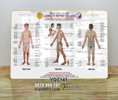Tranh Y Khoa YQC141