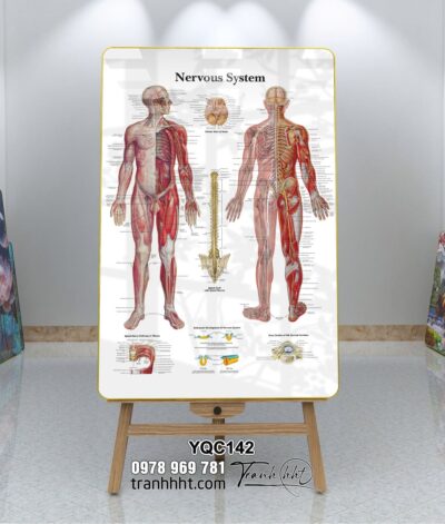Tranh Y Khoa YQC142
