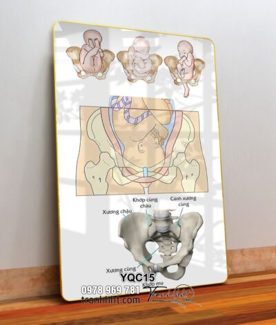 Tranh Y Khoa YQC15