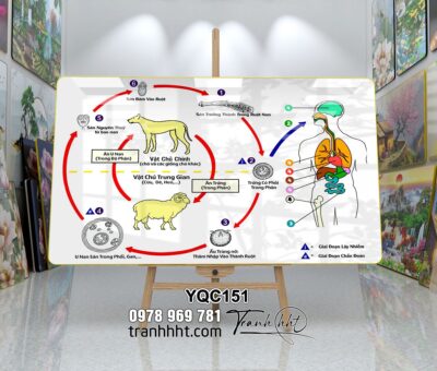 Tranh Y Khoa YQC151