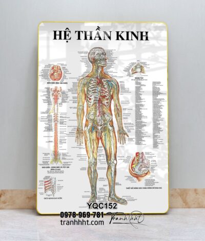 Tranh Y Khoa YQC152