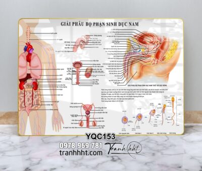 Tranh Y Khoa YQC153