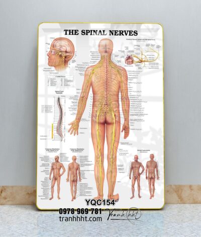 Tranh Y Khoa YQC154