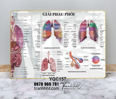 Tranh Y Khoa YQC157