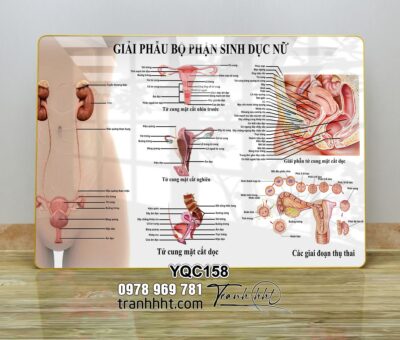 Tranh Y Khoa YQC158