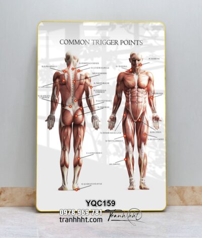 Tranh Y Khoa YQC159