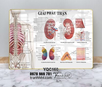 Tranh Y Khoa YQC160