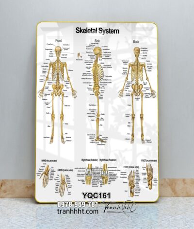 Tranh Y Khoa YQC161