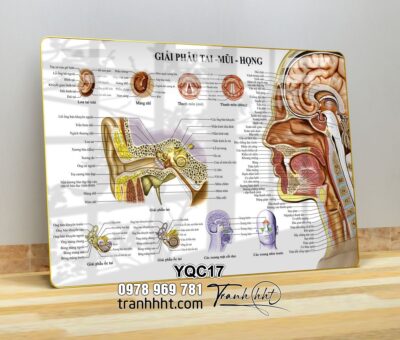 Tranh Y Khoa YQC17