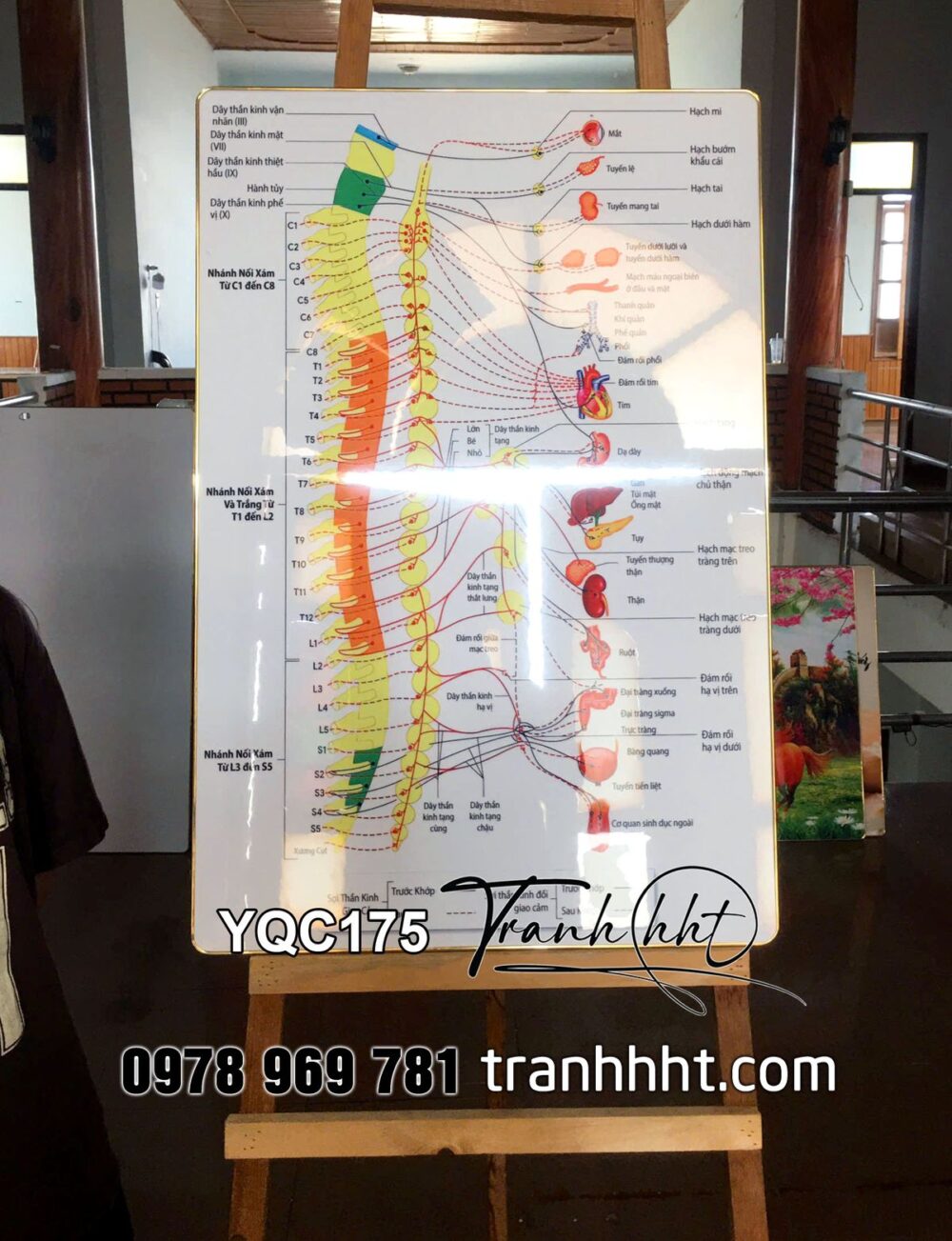 Tranh phòng khám y khoa y tế, Tranh Y khoa sơ đồ hệ thần kinh trung ương và ngoại biên tráng gương treo tường YQC175