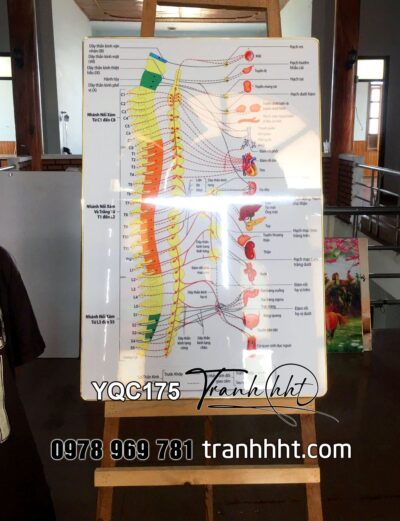 Tranh phòng khám y khoa y tế, Tranh Y khoa sơ đồ hệ thần kinh trung ương và ngoại biên tráng gương treo tường YQC175