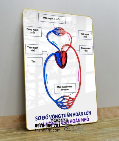 Tranh Y Khoa YQC176