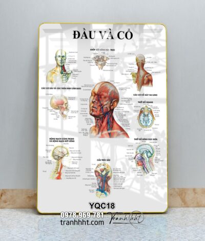 Tranh Y Khoa YQC18