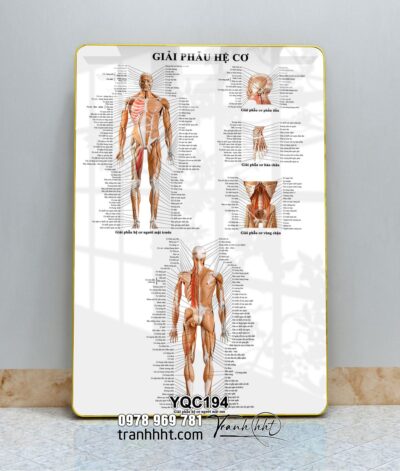 Tranh Y Khoa YQC194