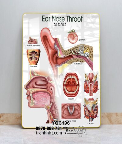Tranh Y Khoa YQC196