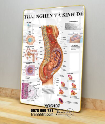 Tranh Y Khoa YQC197