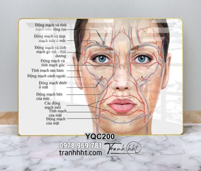 Tranh Y Khoa YQC200