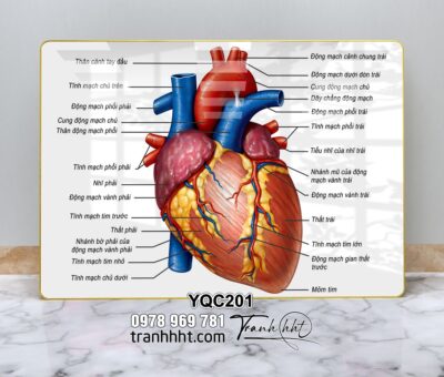 Tranh Y Khoa YQC201
