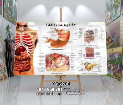 Tranh Y Khoa YQC204