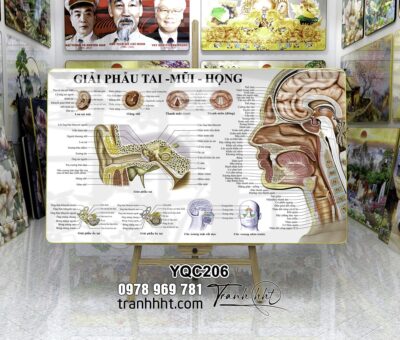 Tranh Y Khoa YQC206