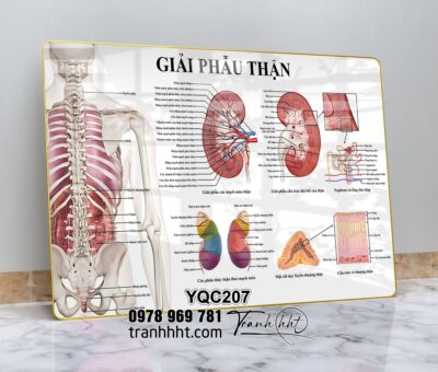 Tranh Y Khoa YQC207