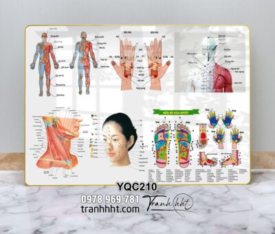 Tranh Y Khoa YQC210