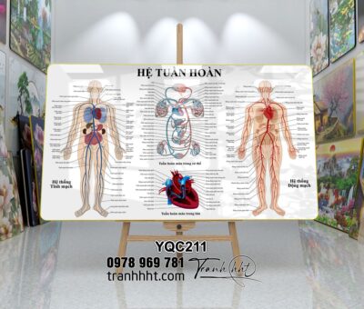 Tranh Y Khoa YQC211