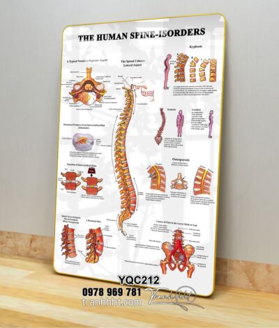 Tranh Y Khoa YQC212