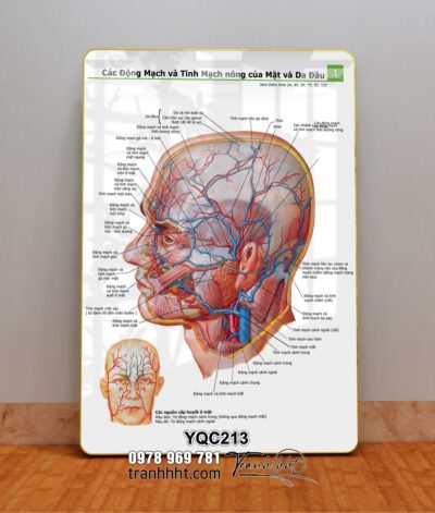 Tranh Y Khoa YQC213