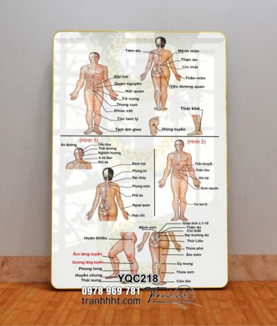 Tranh Y Khoa YQC218